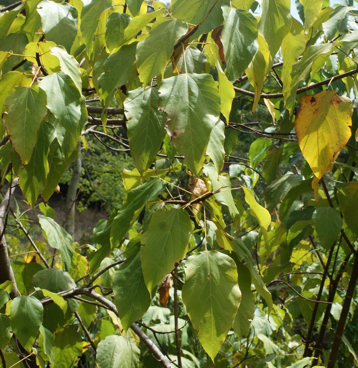 Achiote 30