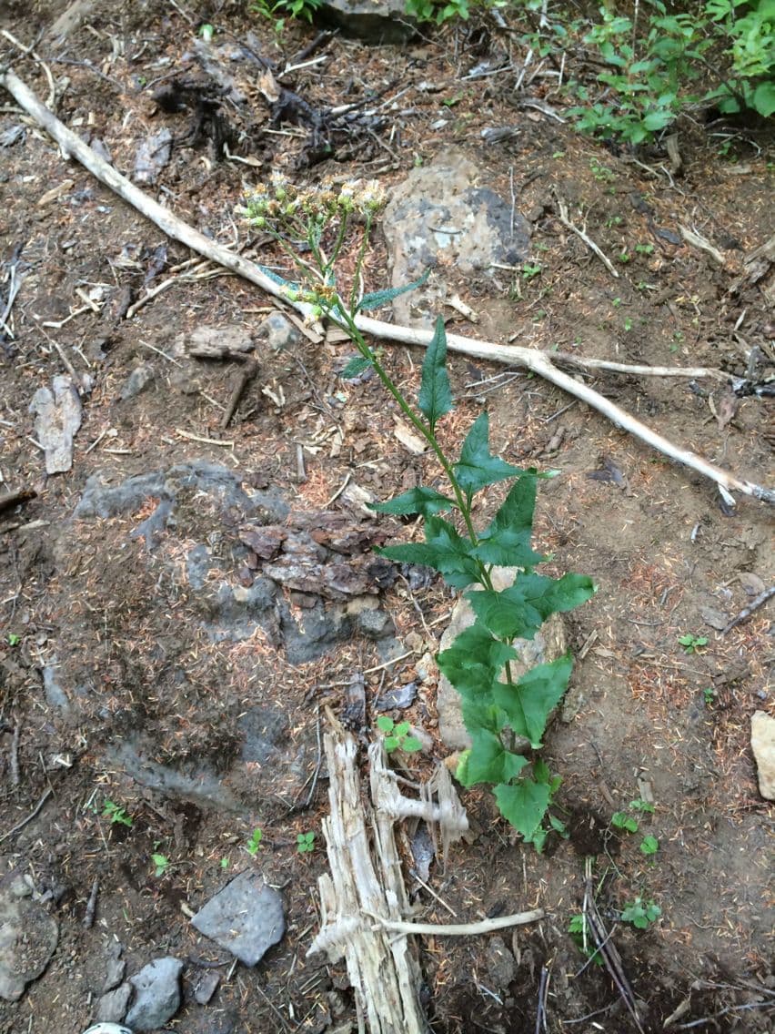 Senecio triangular 8