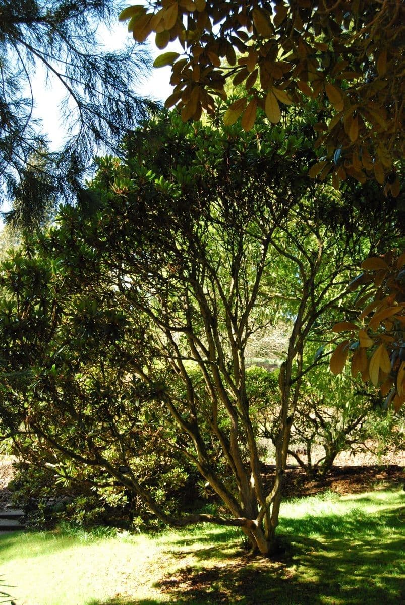 Różanecznik 6