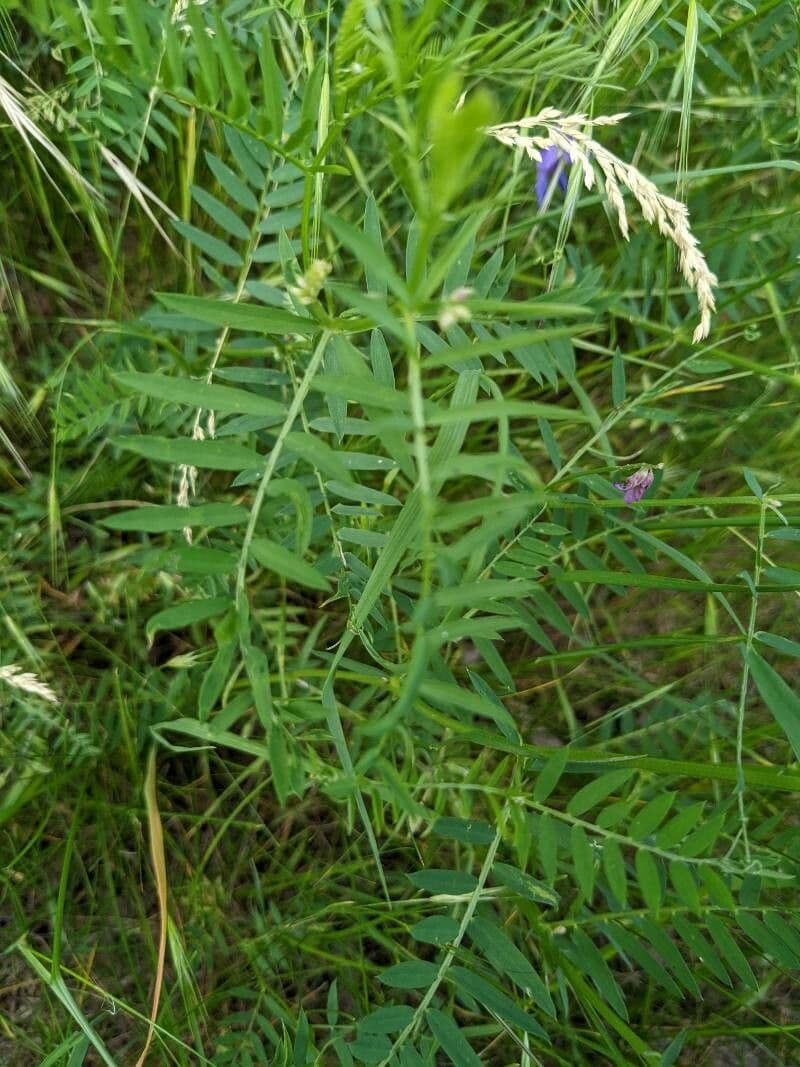 Schmalblättrige Wicke 16
