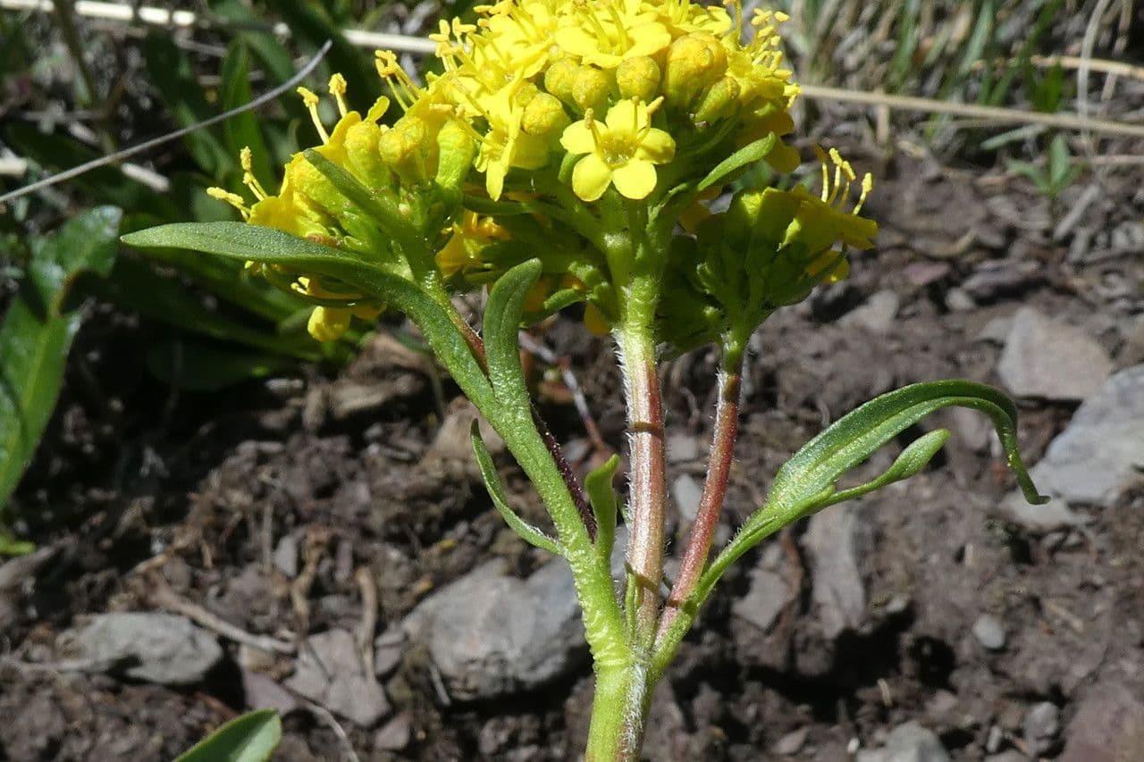 Patrinia 2