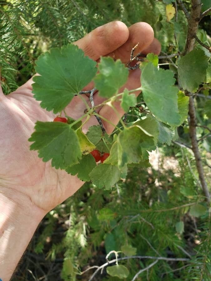 Ribes cereo 20