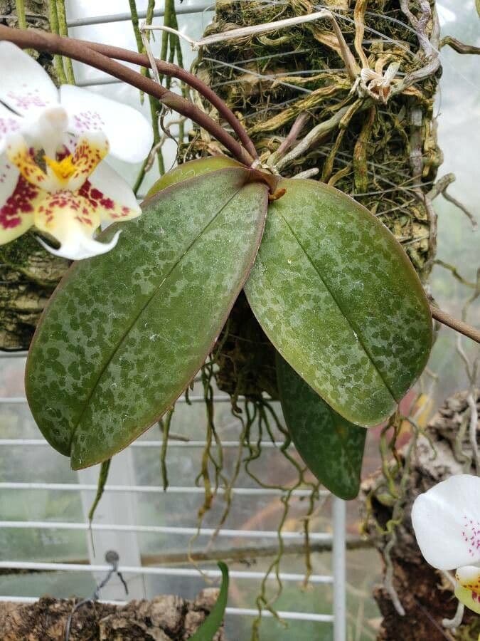 Phalaenopsis 6