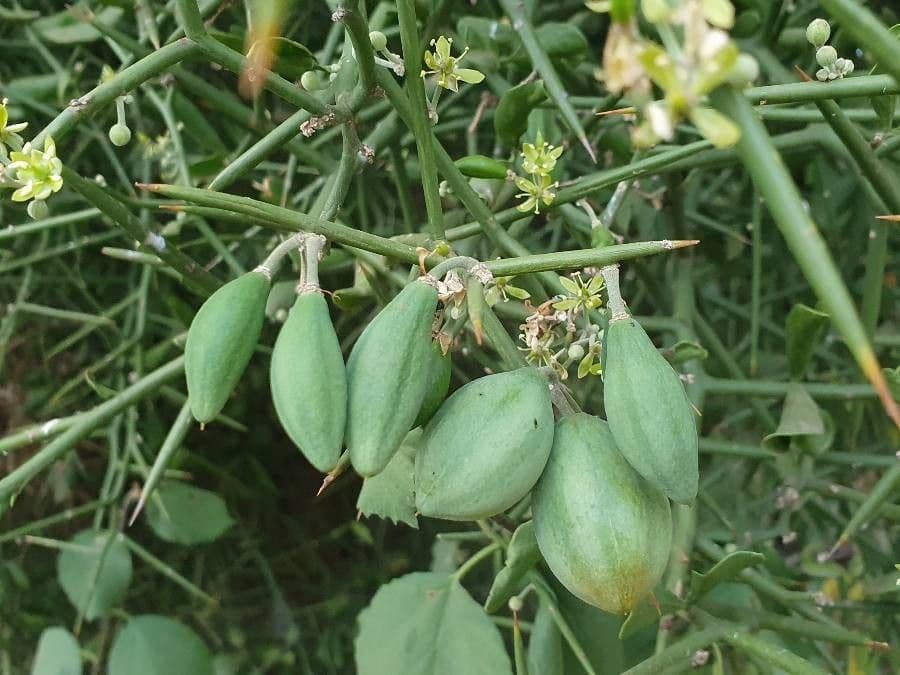 Dattier du désert 3