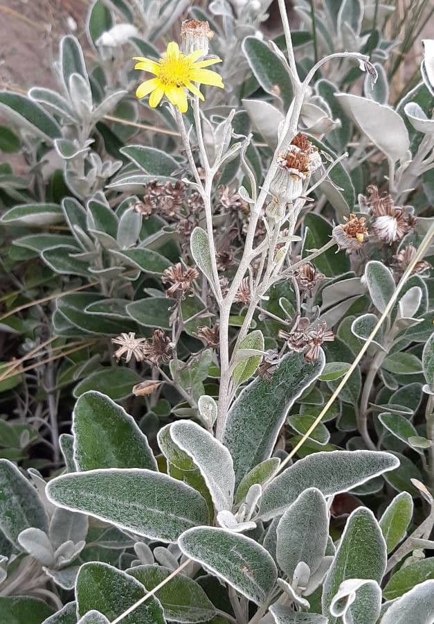 Brachyglottis 9