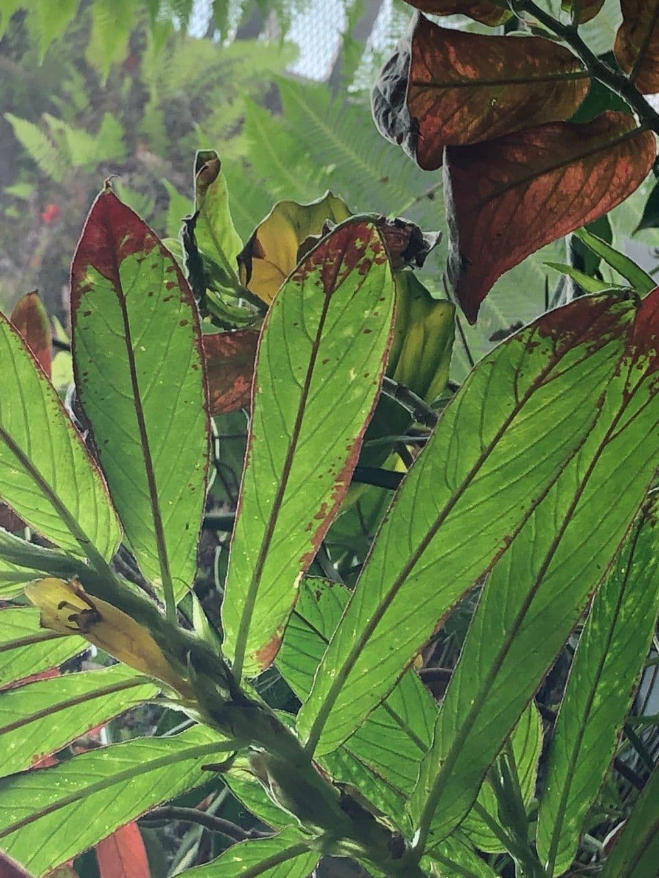 Columnea 4