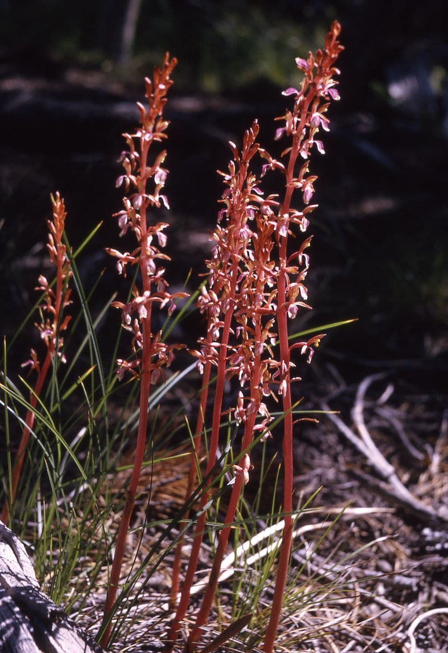 Corallorhiza 9