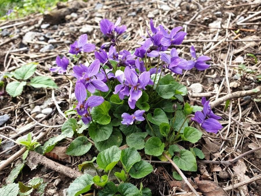 Viola elatior 7
