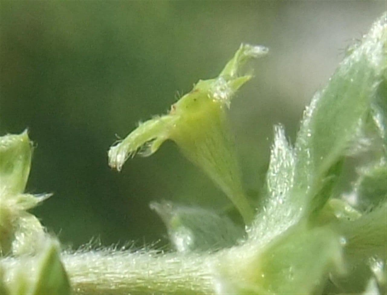 Alchemilla congiunta 5