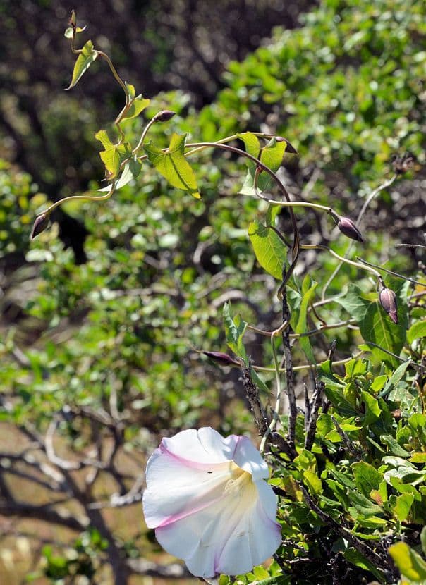Calystegia porpora 8
