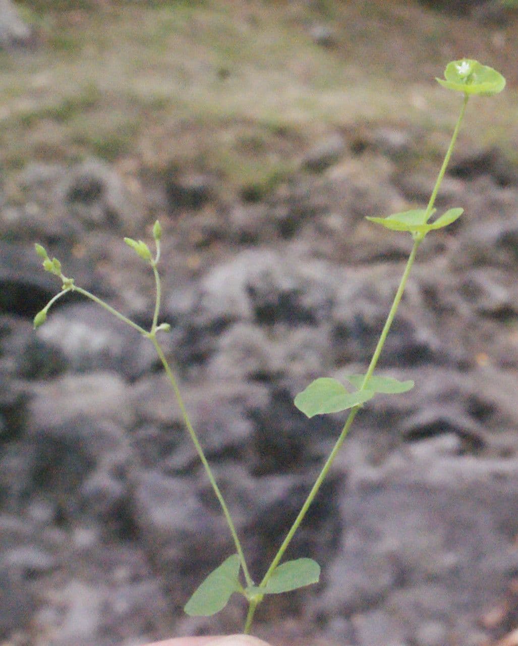 Drymaria cordata 11