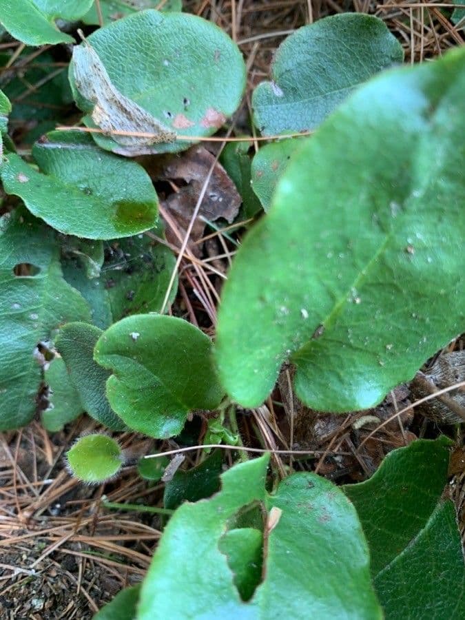Epigaea repens 13
