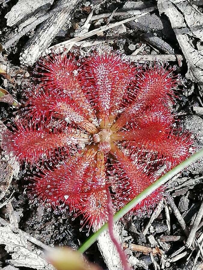 Drosera 4