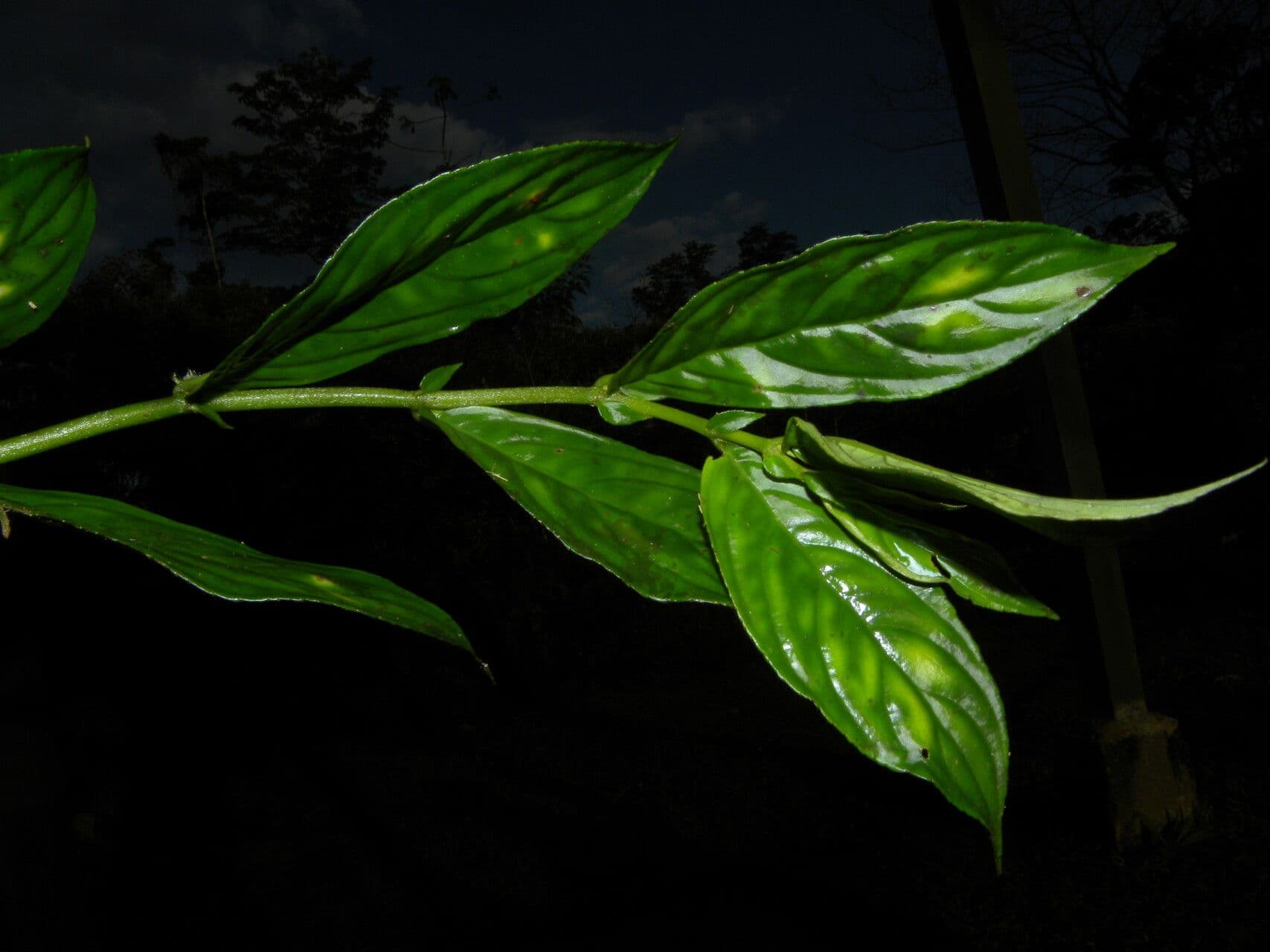 Columnea 10