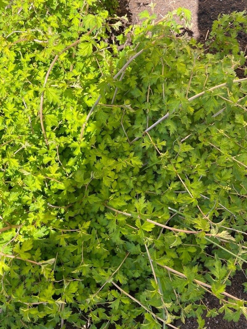 Neillia incisa 12