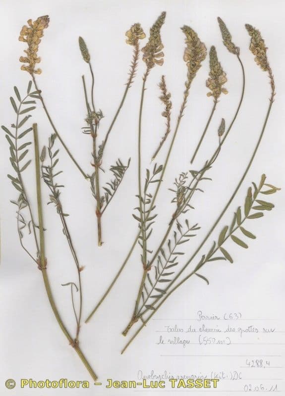 Sulla arenaria 8