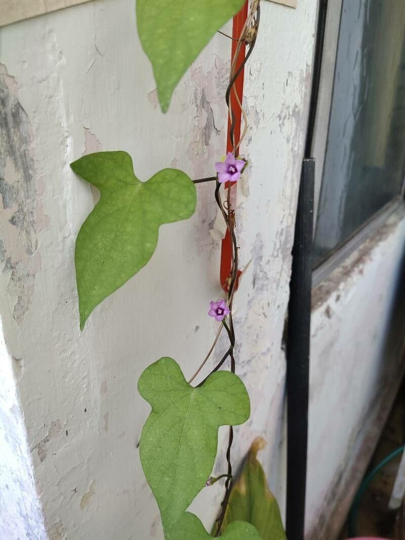 Ipomoea triloba 14