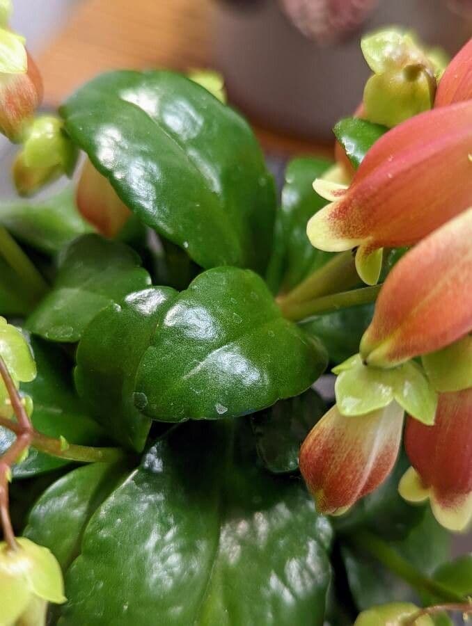 Kalanchoe 12