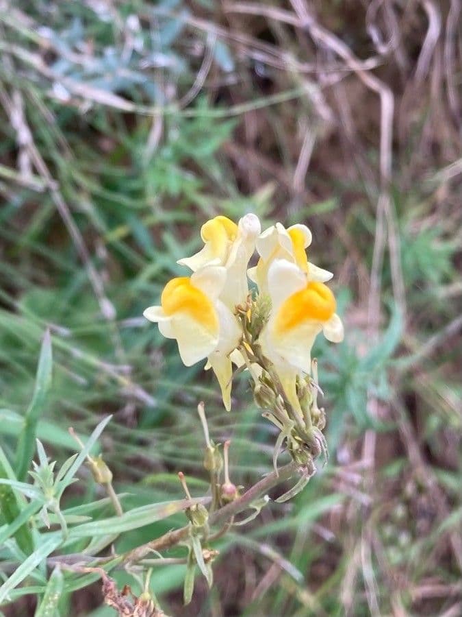 Linaria comune 9
