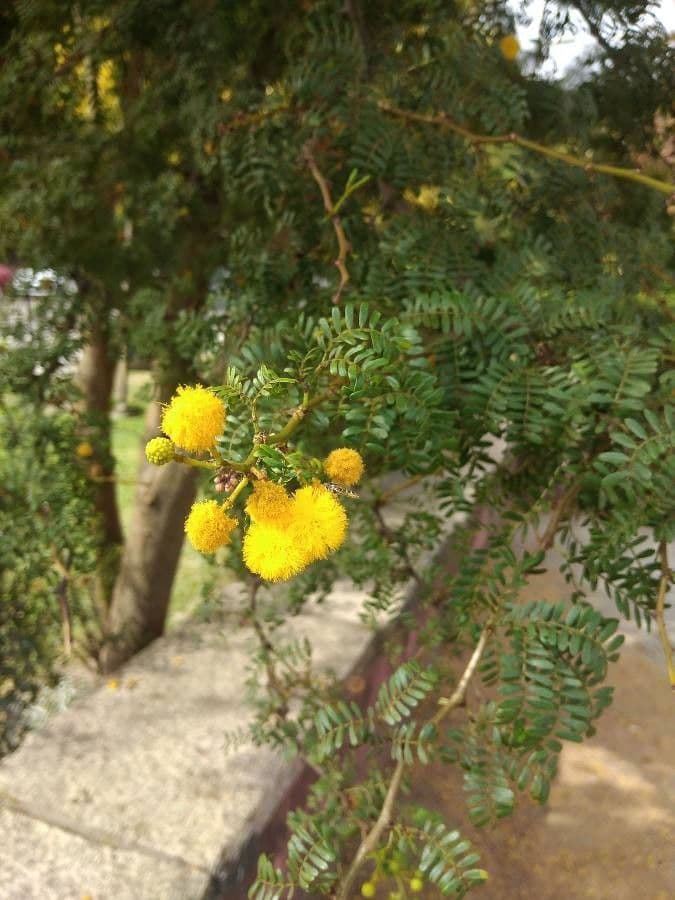 Acacia seyal 2