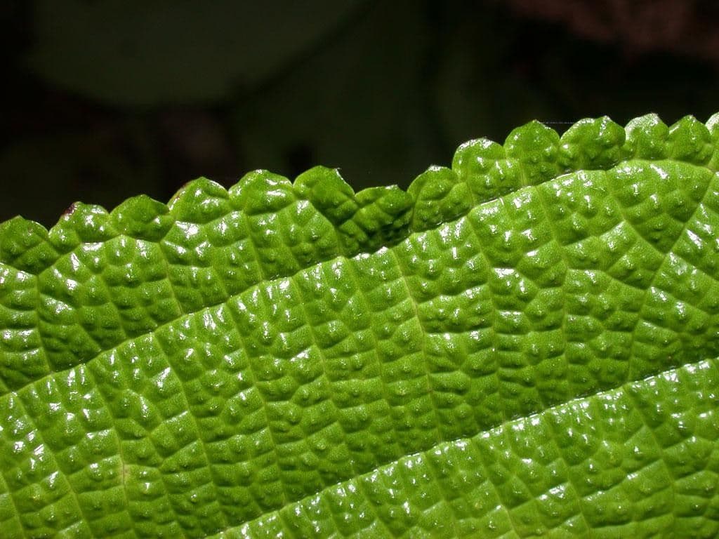 Urera simplex 16