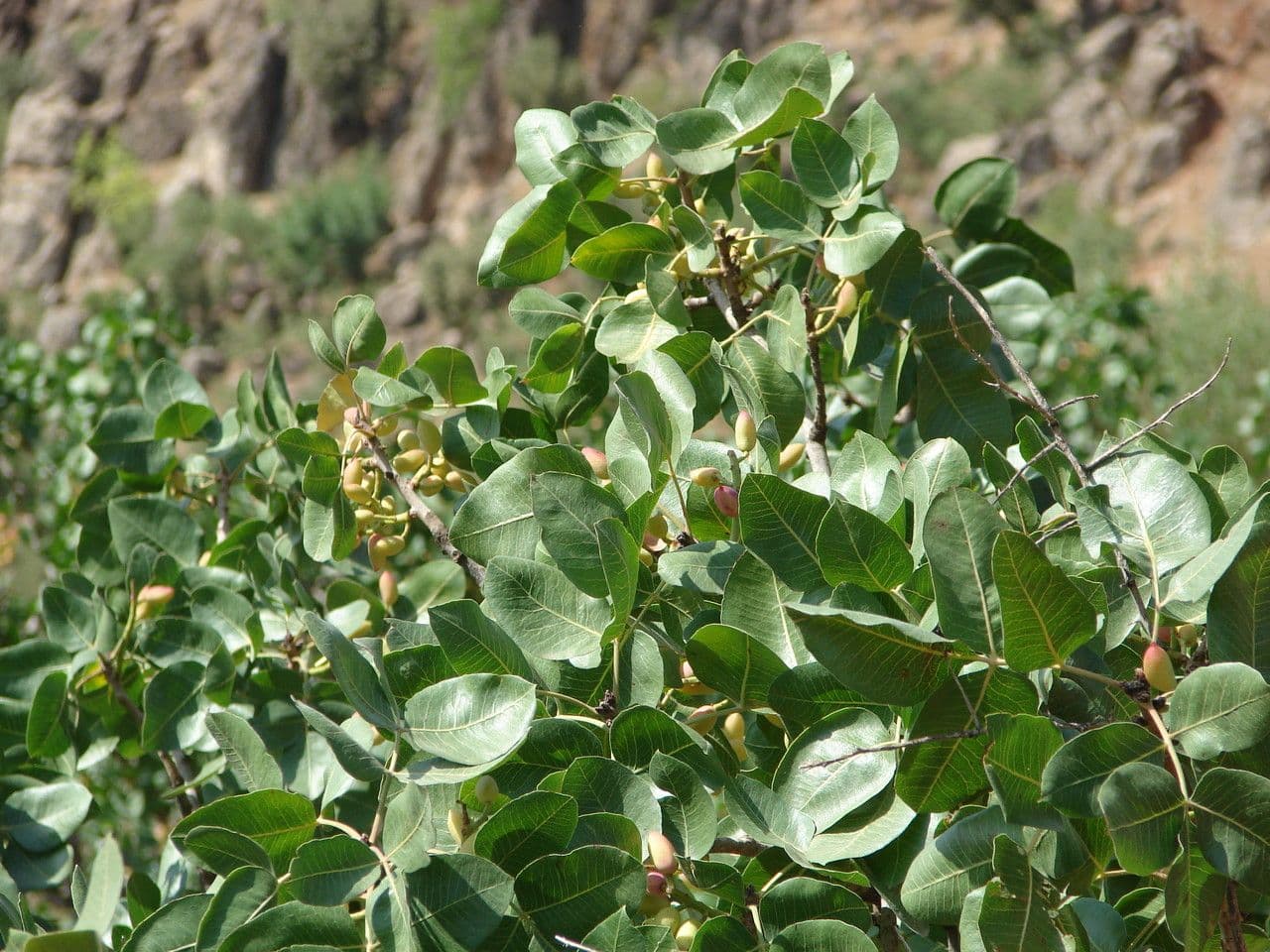 Pistacchio 7