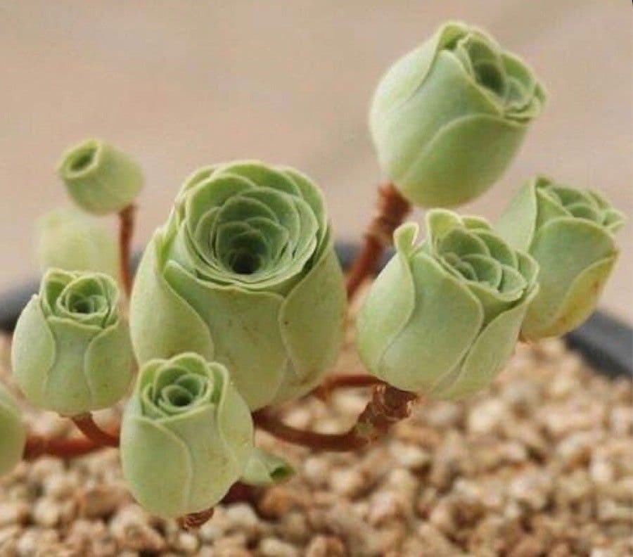 Aeonium aureum 11