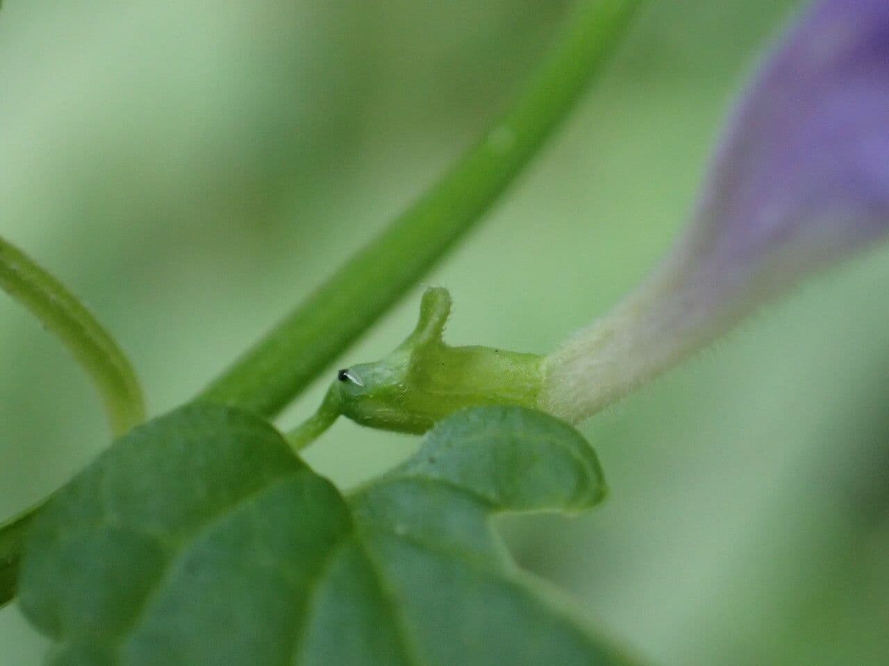 Scutellaria comune 7