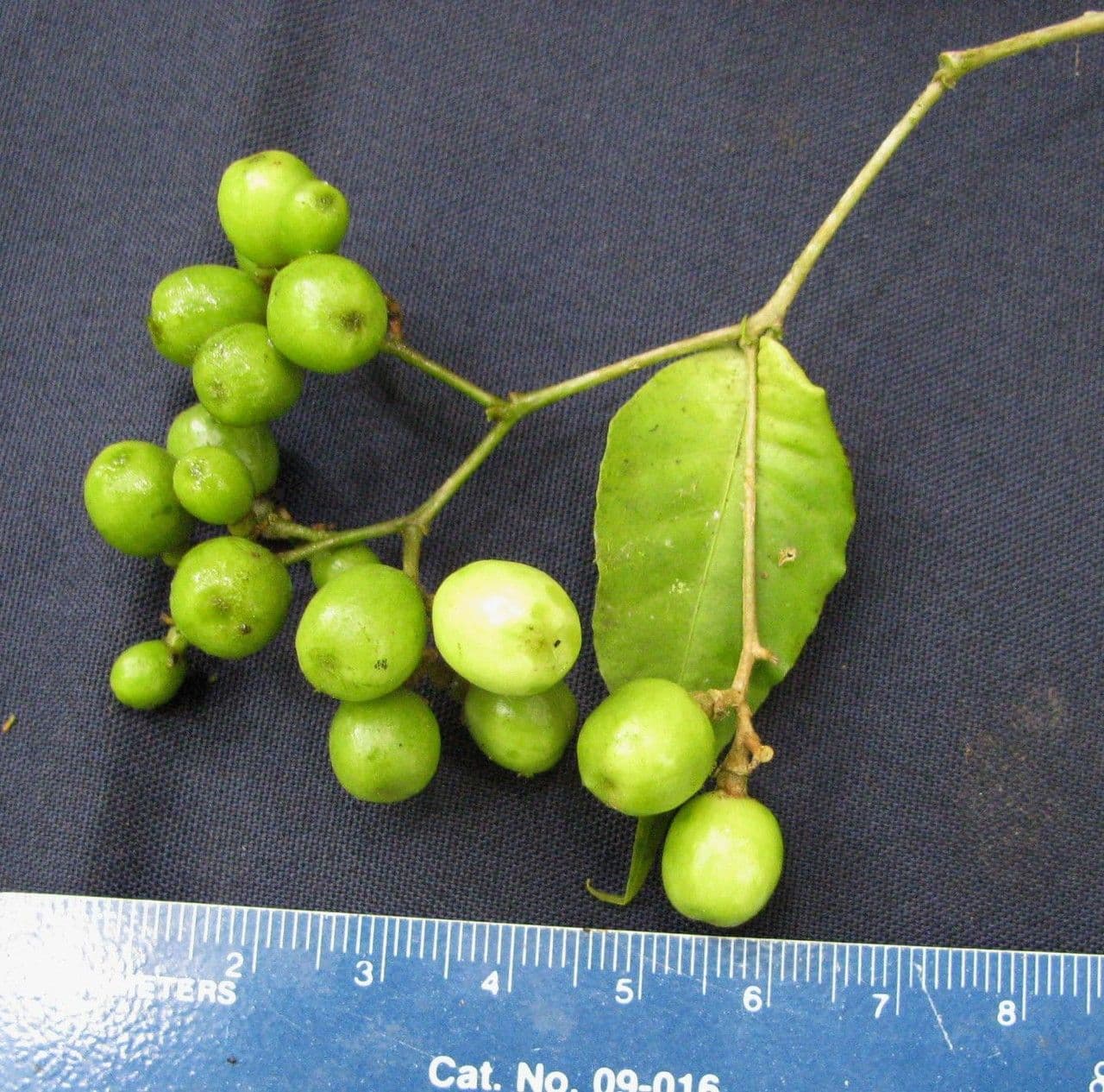 Cestrum 3