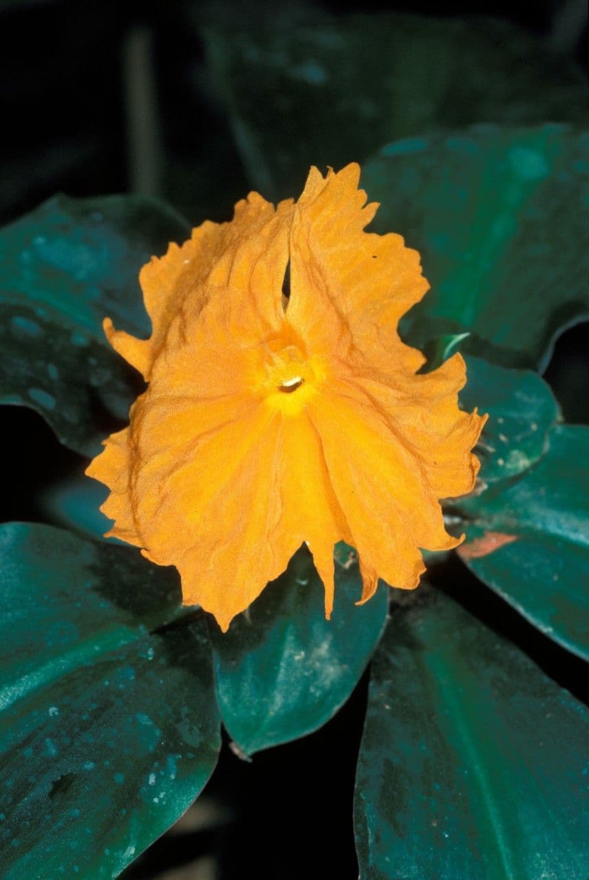 Chamaecostus