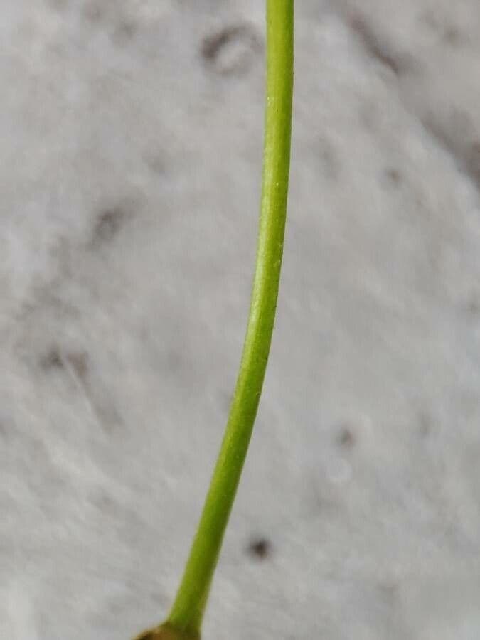 Acetosa debilis 18