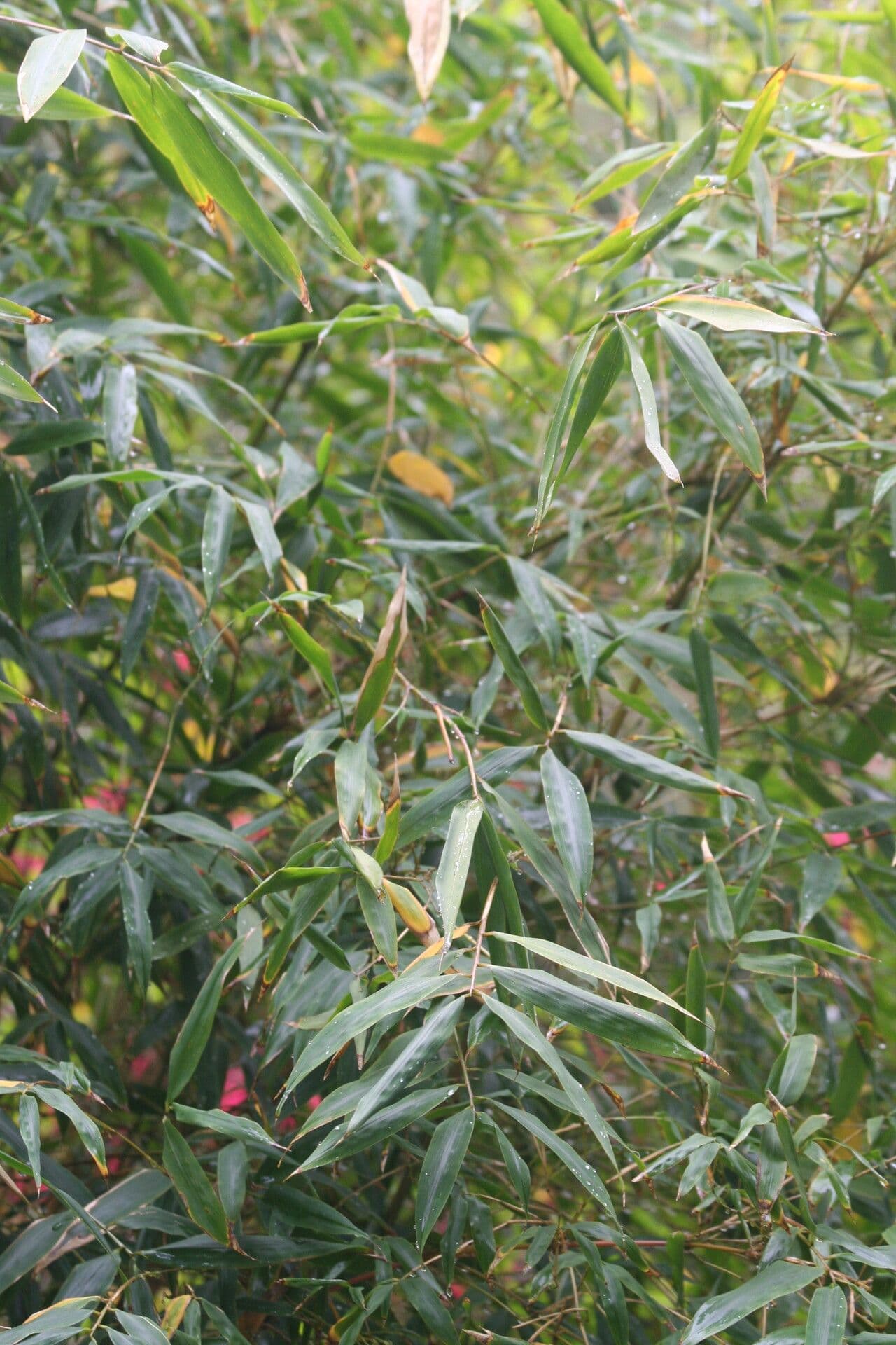 Himalayan Bamboo 4
