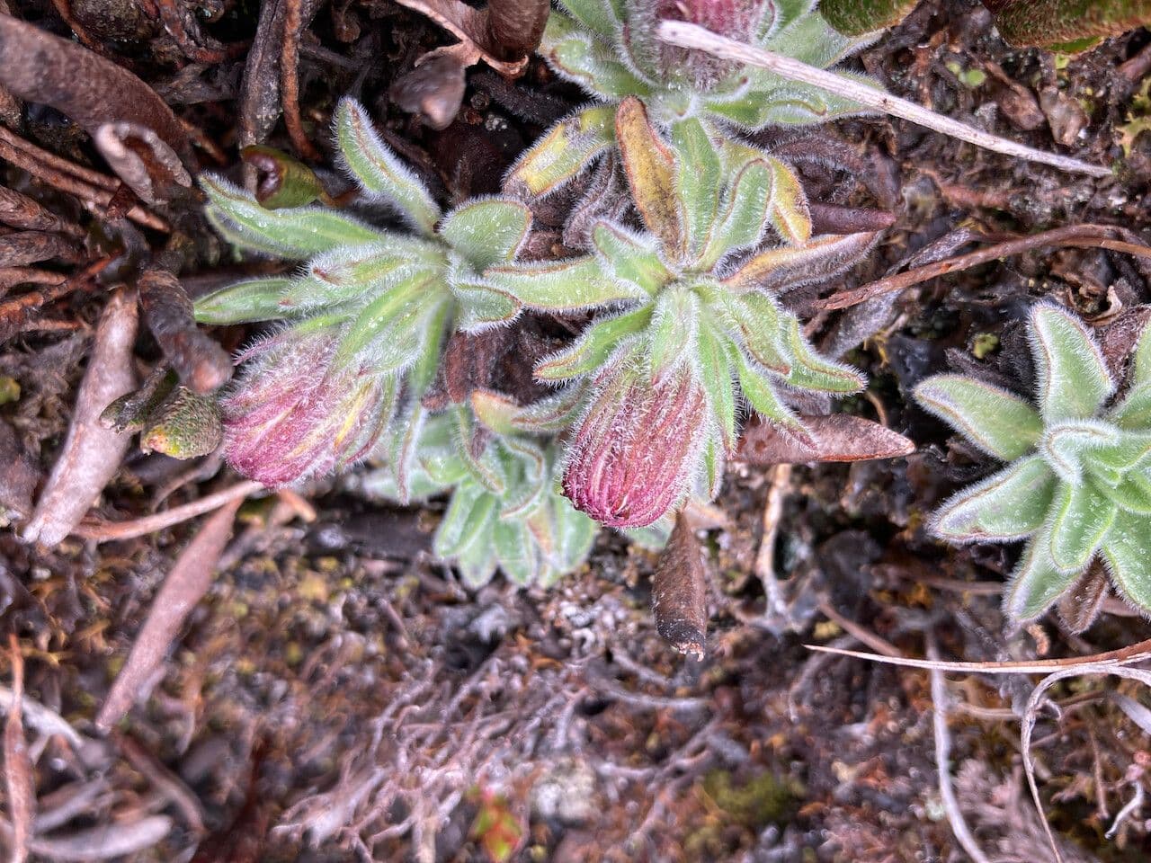 Erigeron 12