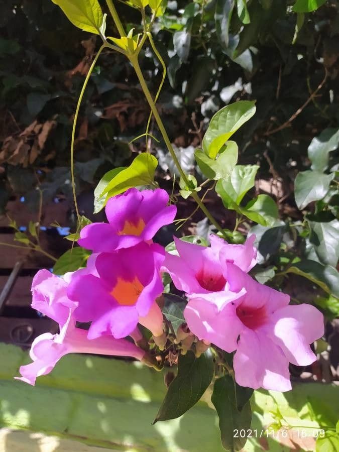 Bignonia magnifica 3