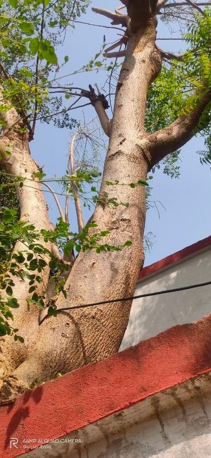 Moringa 23