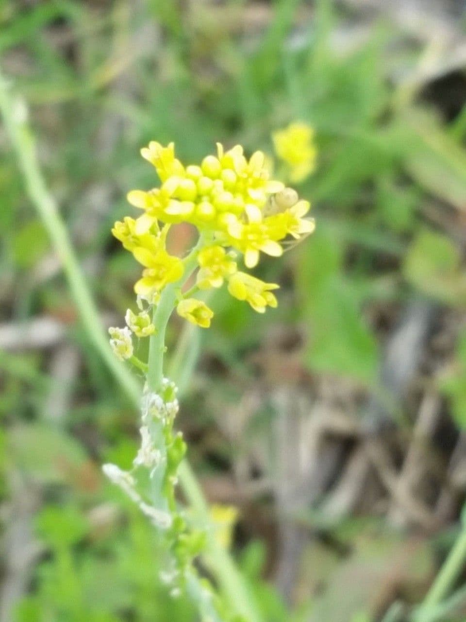 Myagrum perfoliatum 8