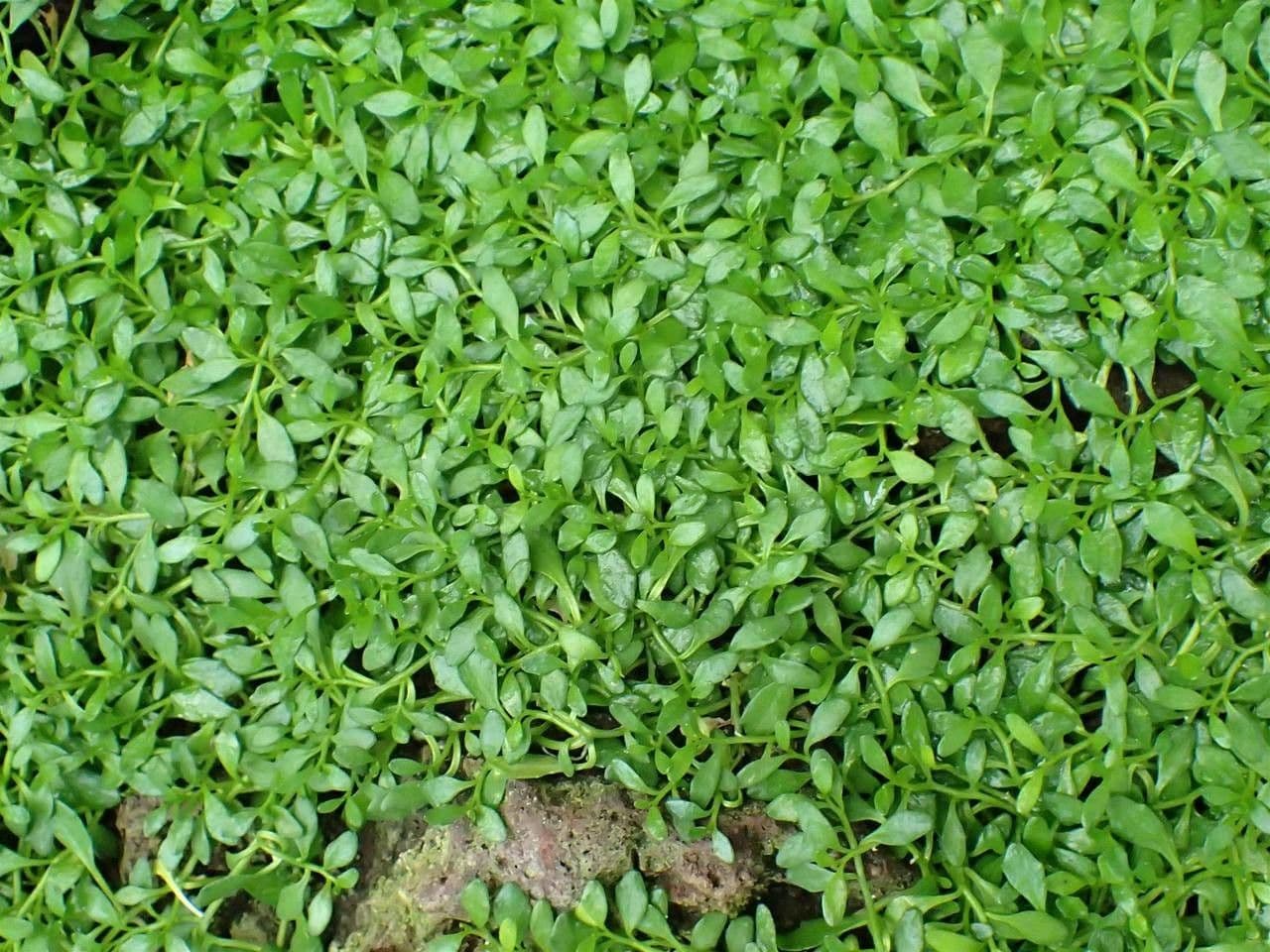 Lobelia irrigua 5