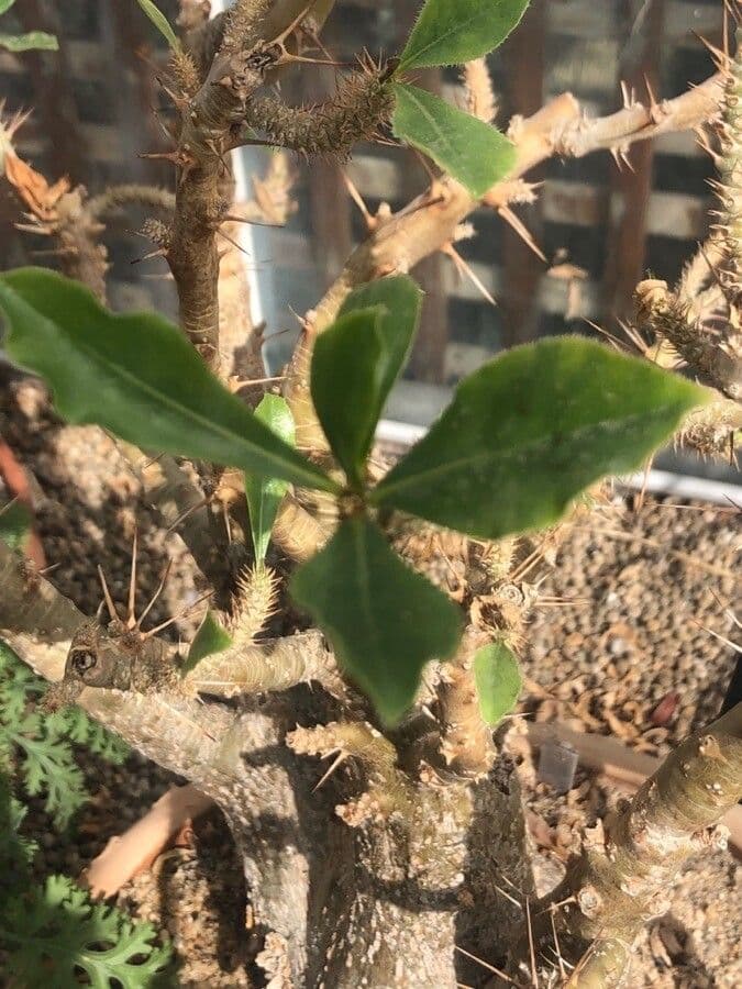 Pachypodium 7