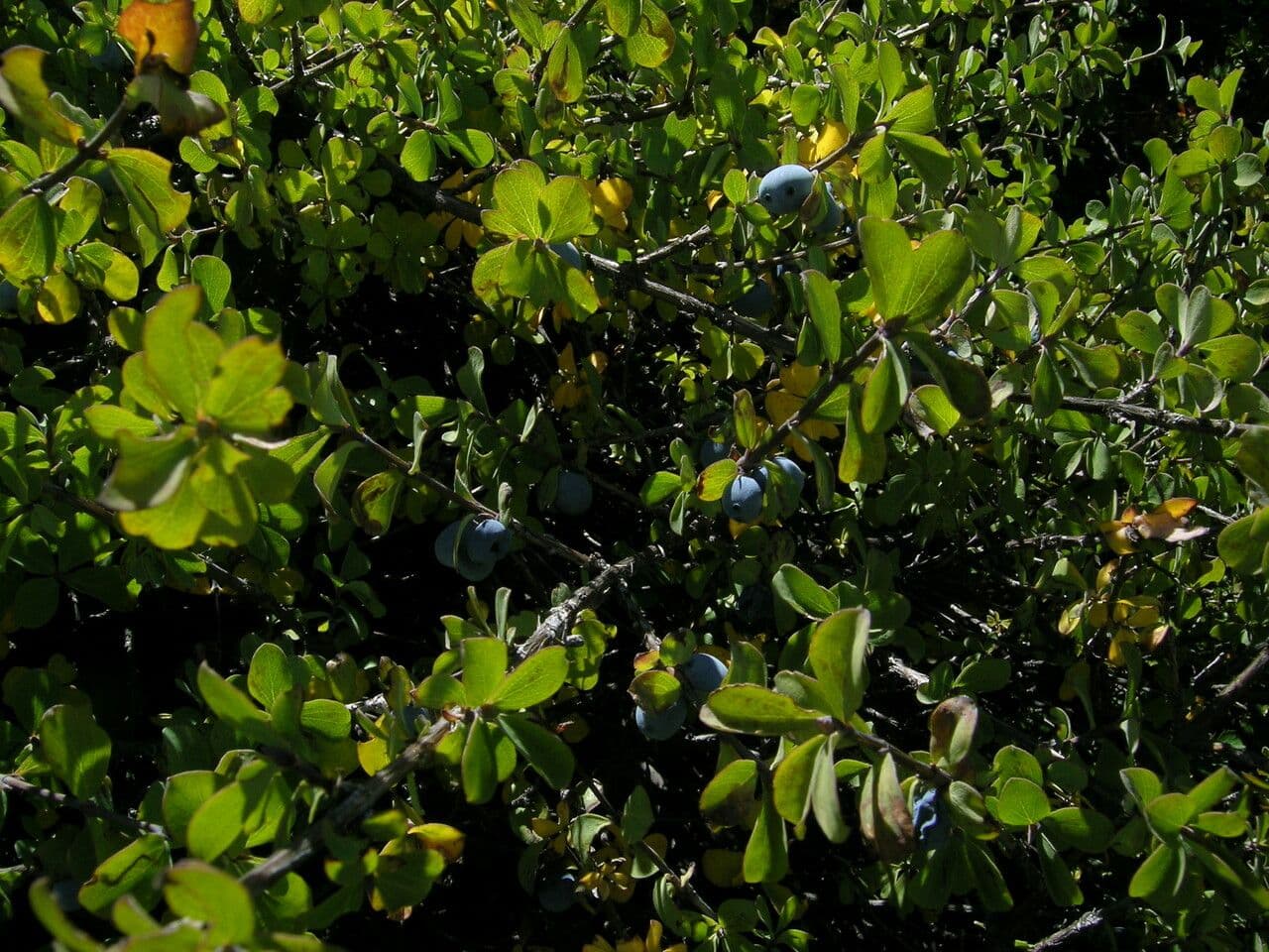Caprifoglio blu