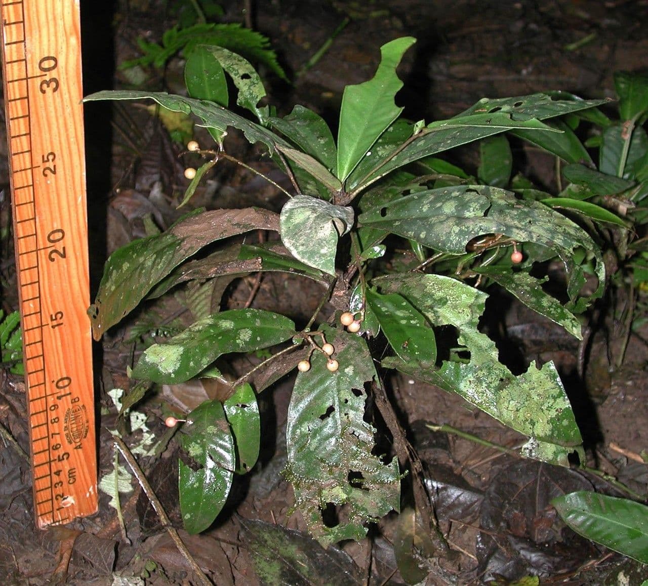 Hymenandra 4