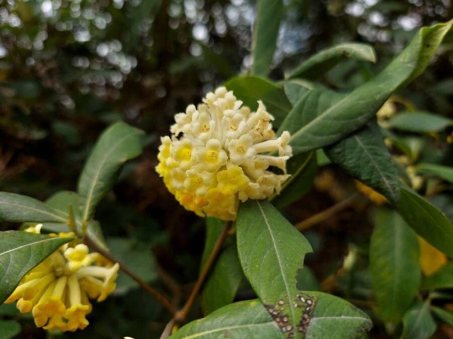 Edgeworthia 2