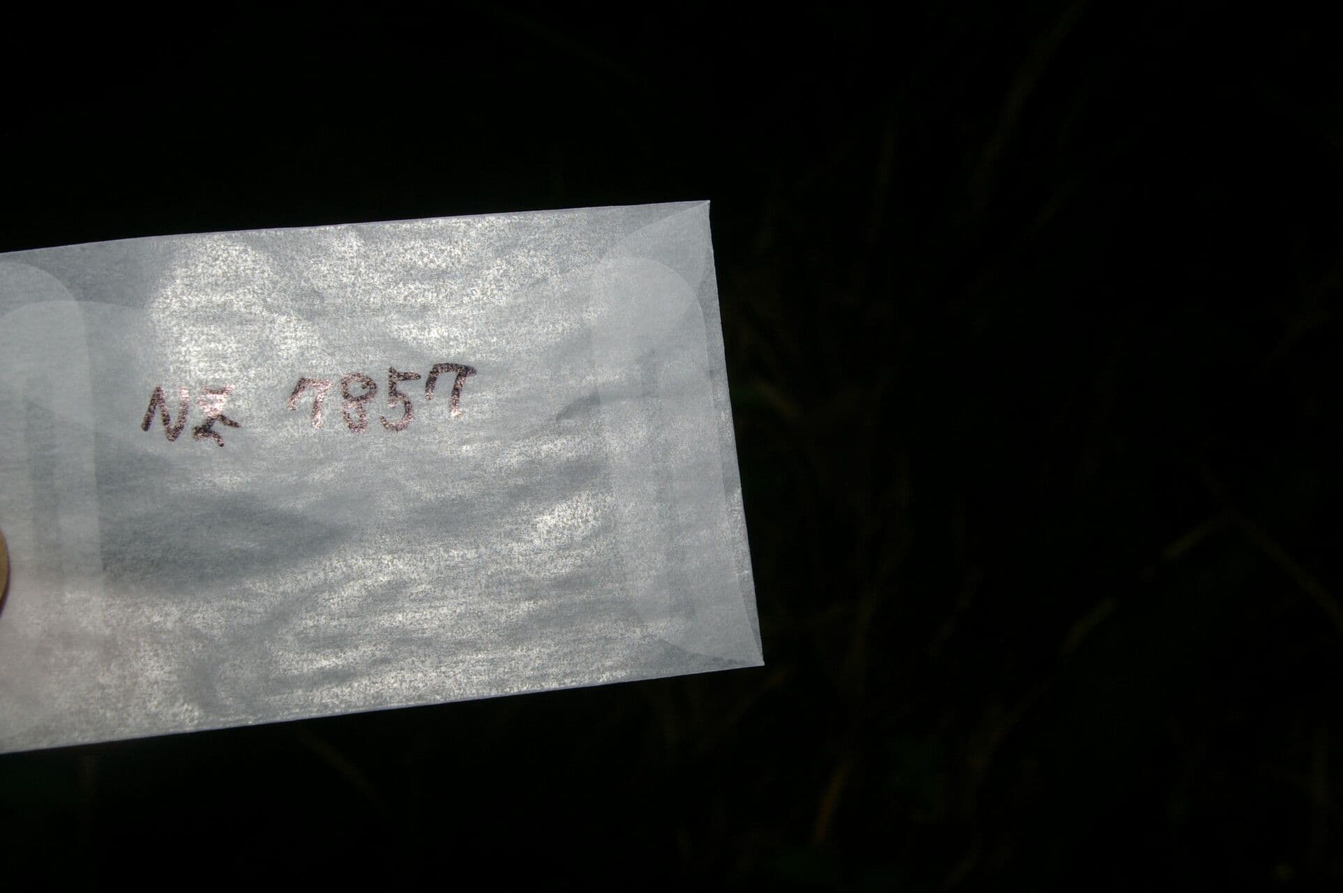 Ocotea 7