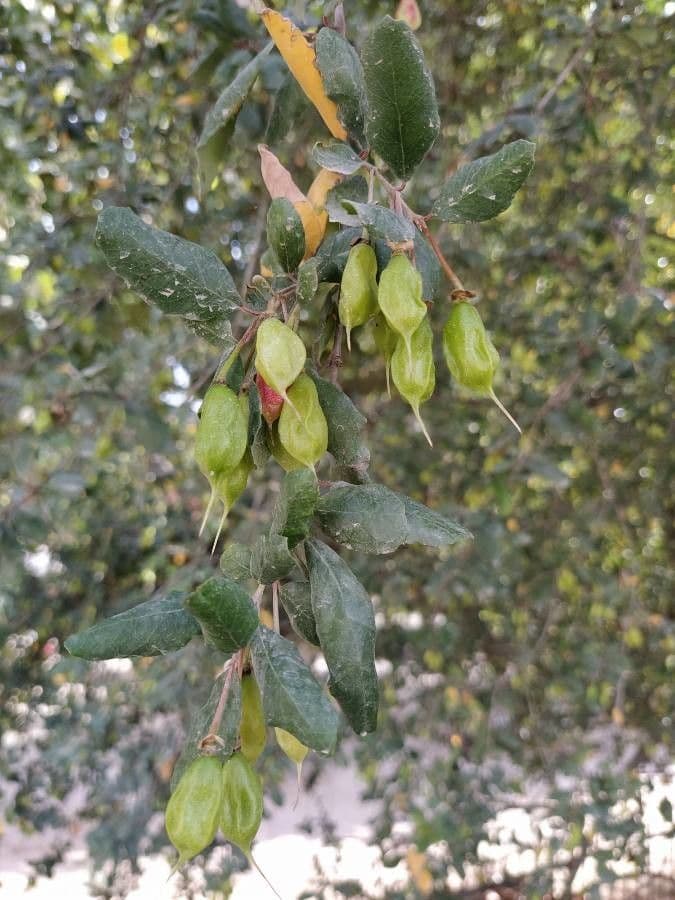 Maiglöckchenbaum 6