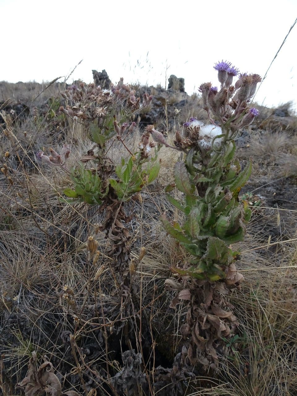 Senecione 3