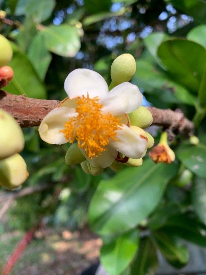 Mamey 9