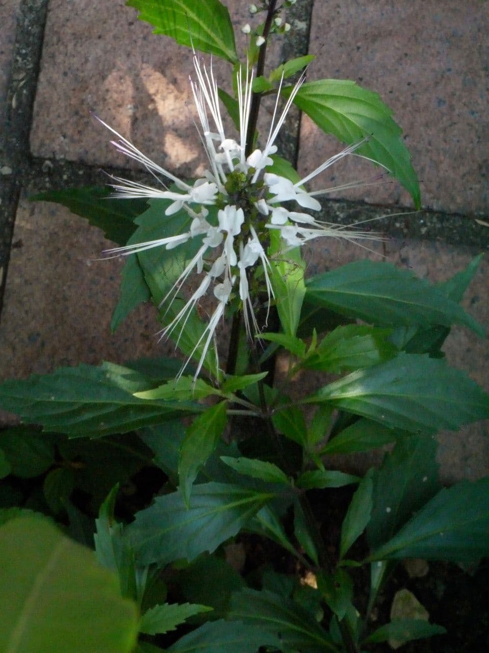 Orthosiphon 26