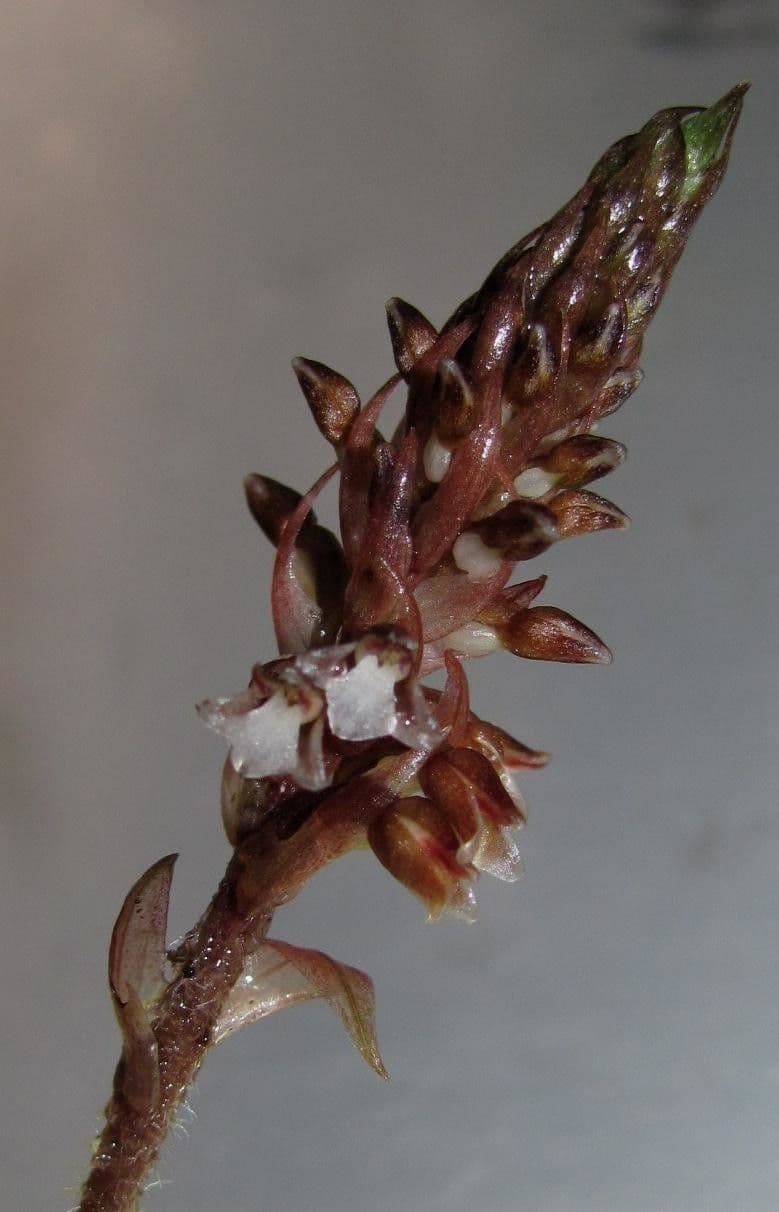 Aspidogyne