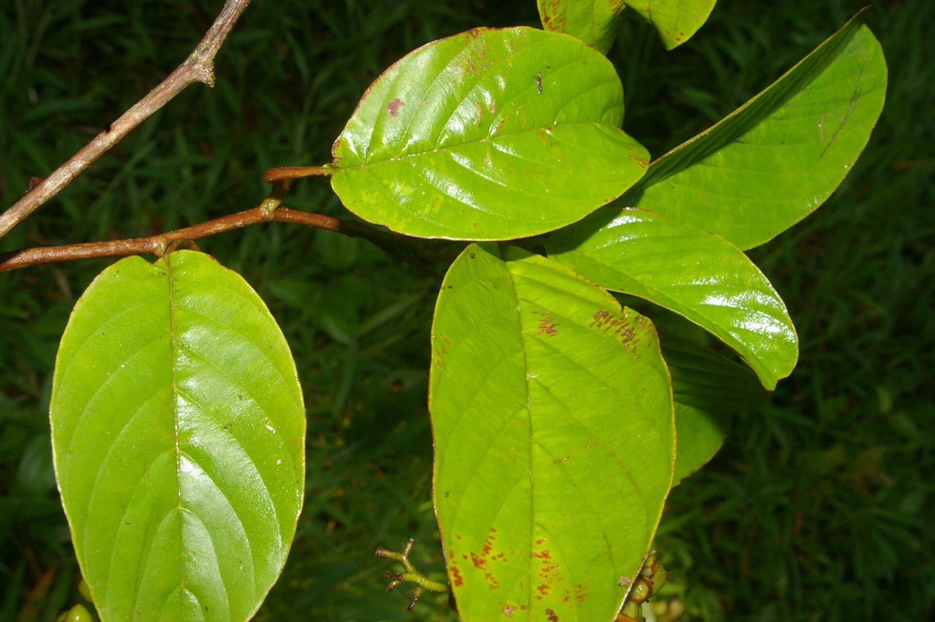 Tetracera 5