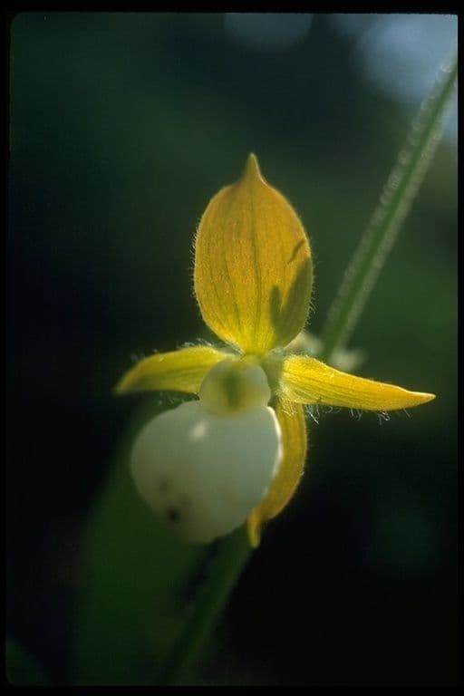 Cypripedium californicum