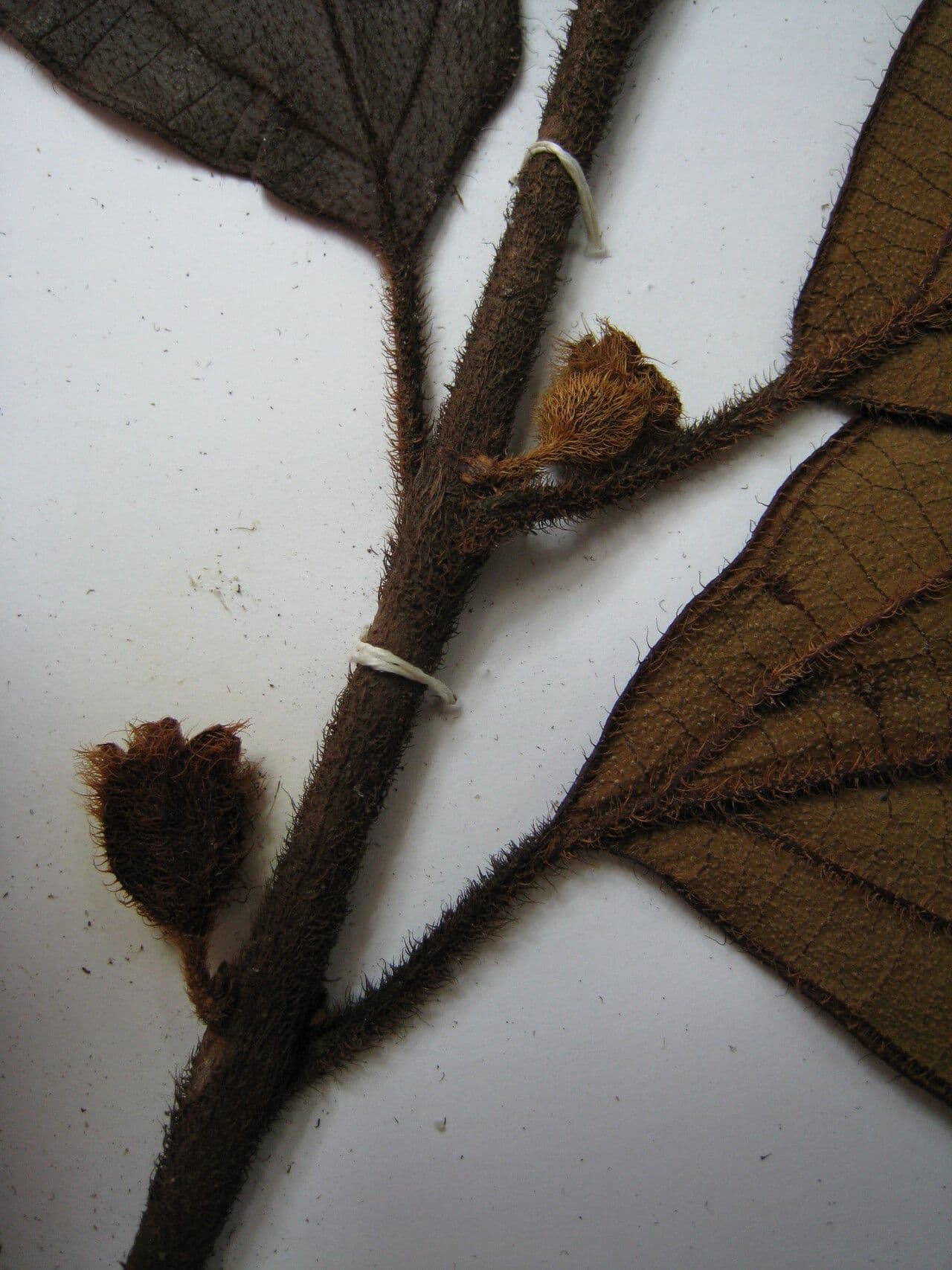 Henriettea 3